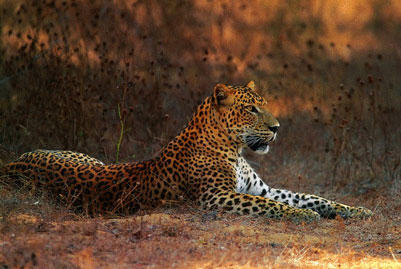 Wilpattu National Park
