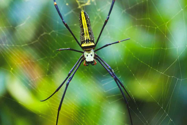 Sinharaja Rainforest