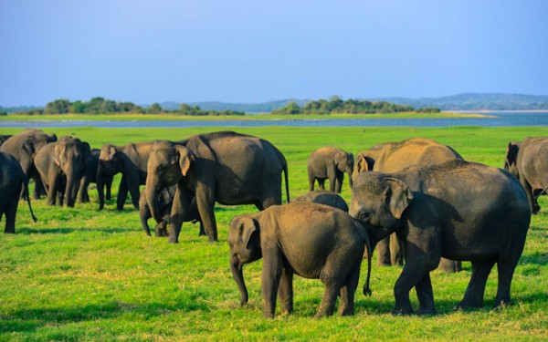 Yala Wild Life Safari